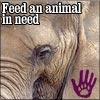 feed an animal in need