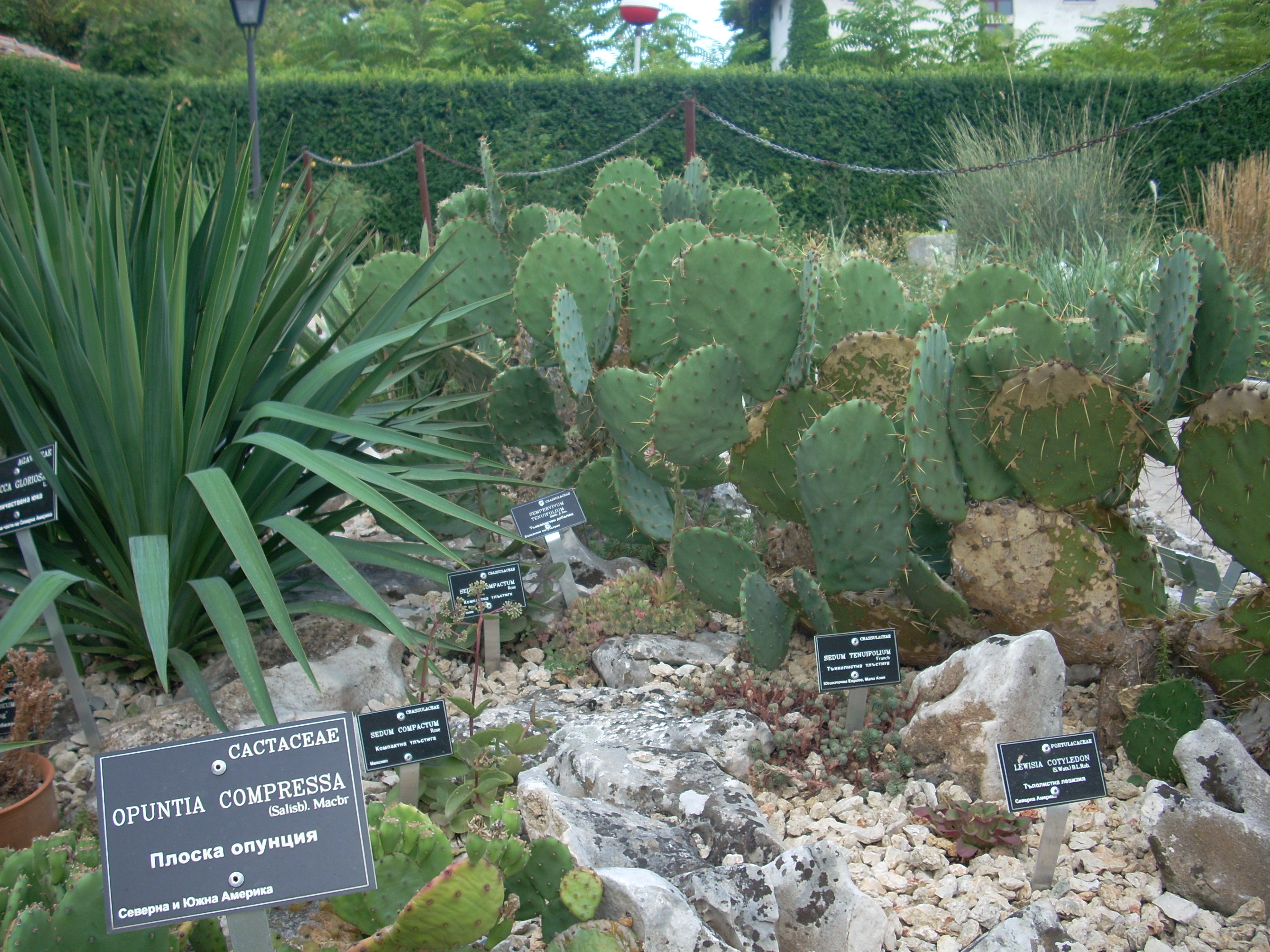 Balchik-Botanical-garden-cactuses-second-largest-europe-collection-of-cactuses-in-Bulgaria