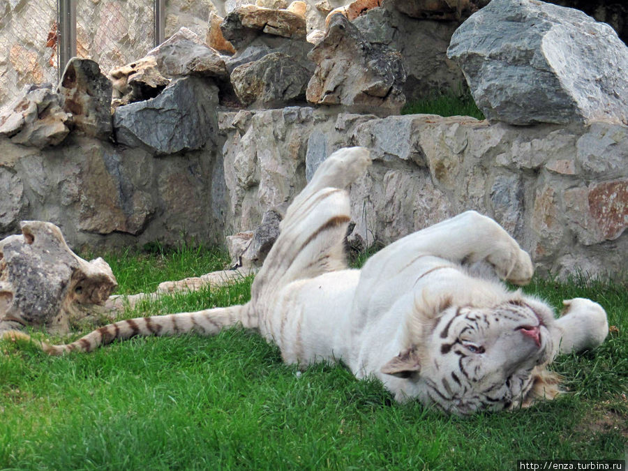 Beograd-city-center-national-zoo-white-lion