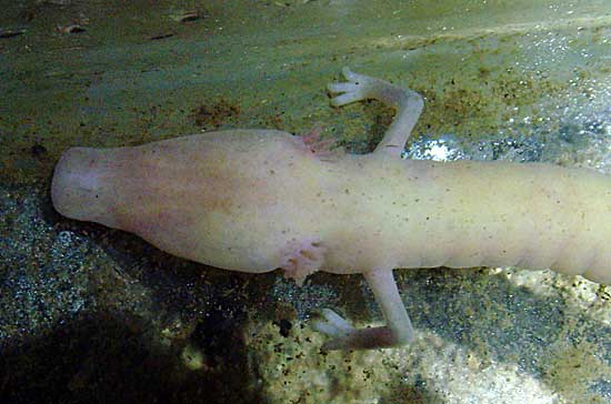 Olm Salamander one of the weirdest creatures to be seen in Slovenian Caves