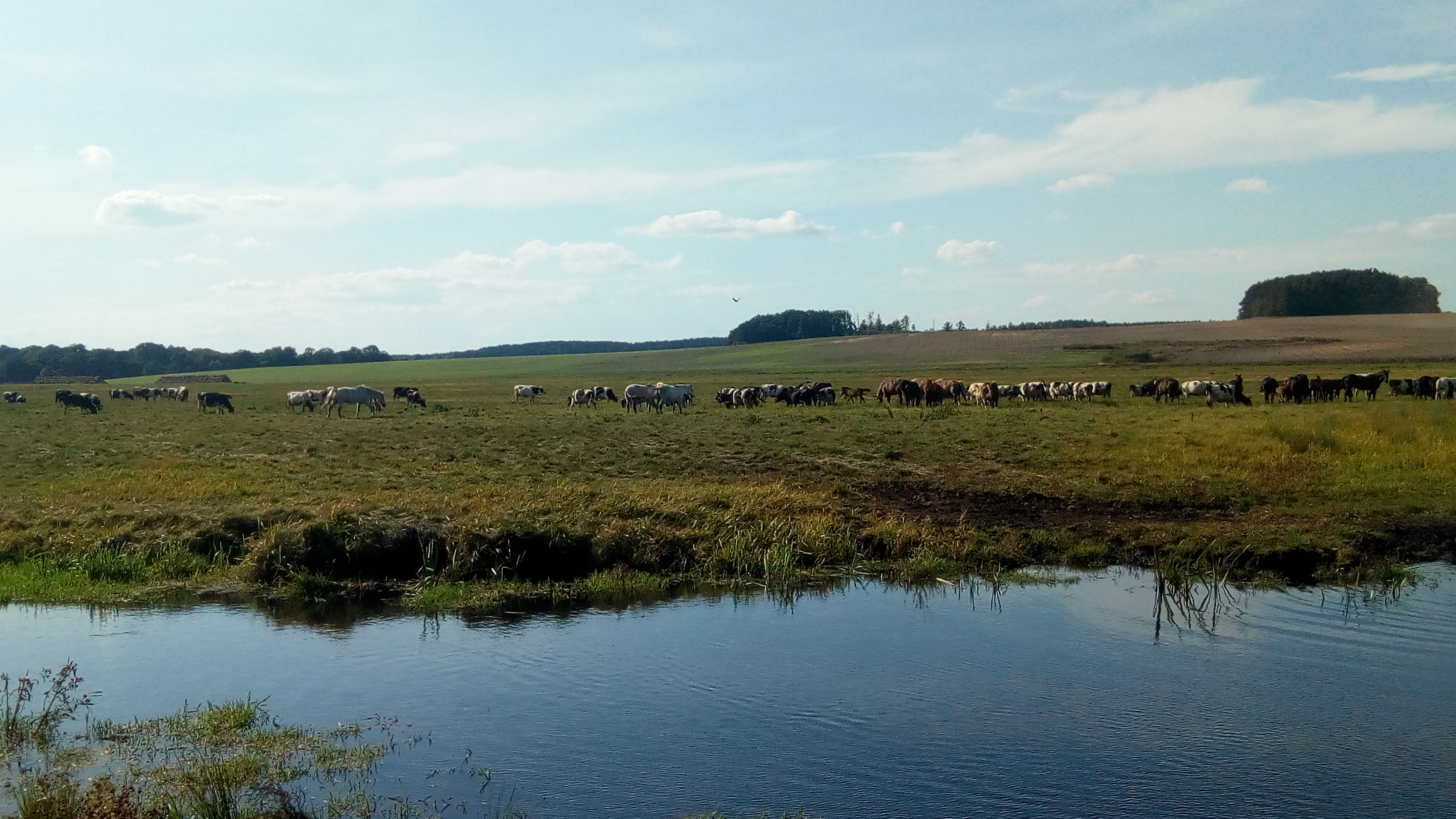 a-herd-of-animals-near-Zhirovichy-farm