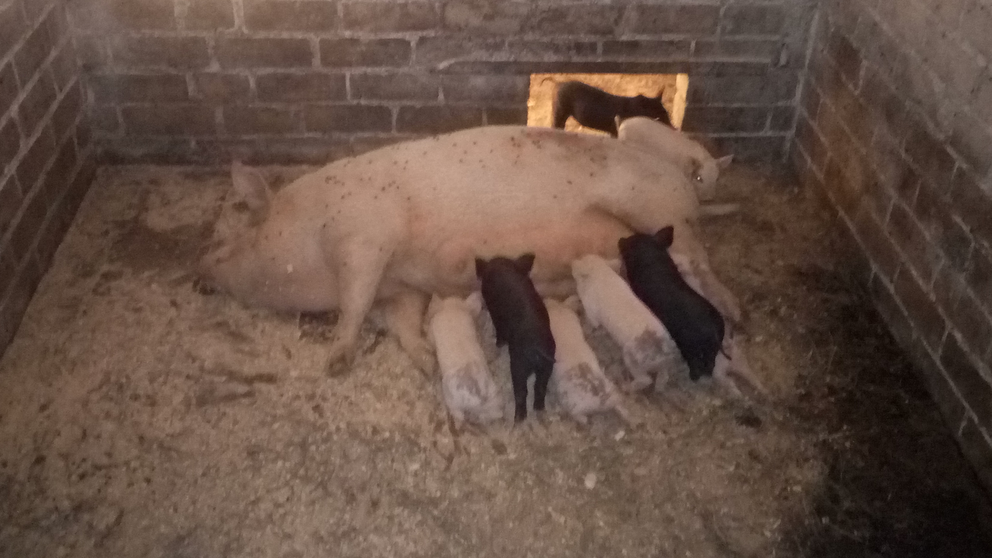 pigs-mother-with-little-pigs-farm-Zhirovichy