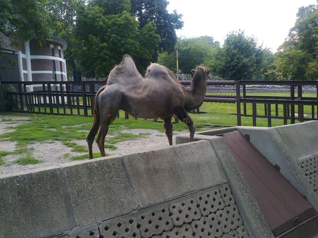 Grandmother Camel in Beograd Zoo