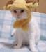 cat_with_hat