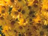 chrysanthemum-yellow-flower