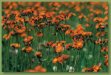 tiny-orange-flowers-picture